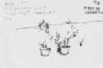 fleurs